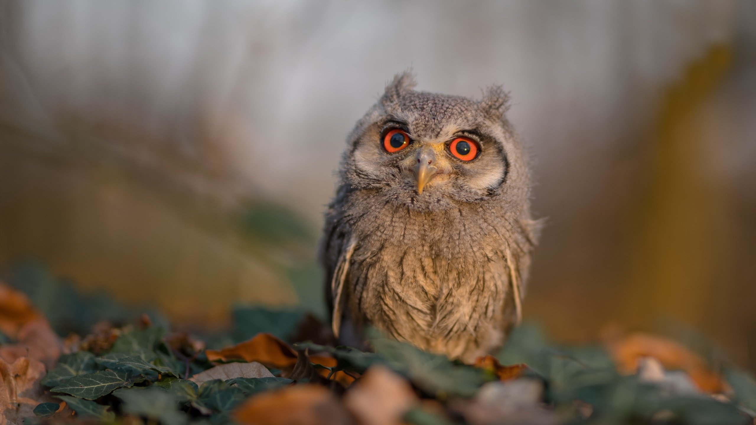 凯尔特人收割浙江队，恩比德杭州化身关键先生