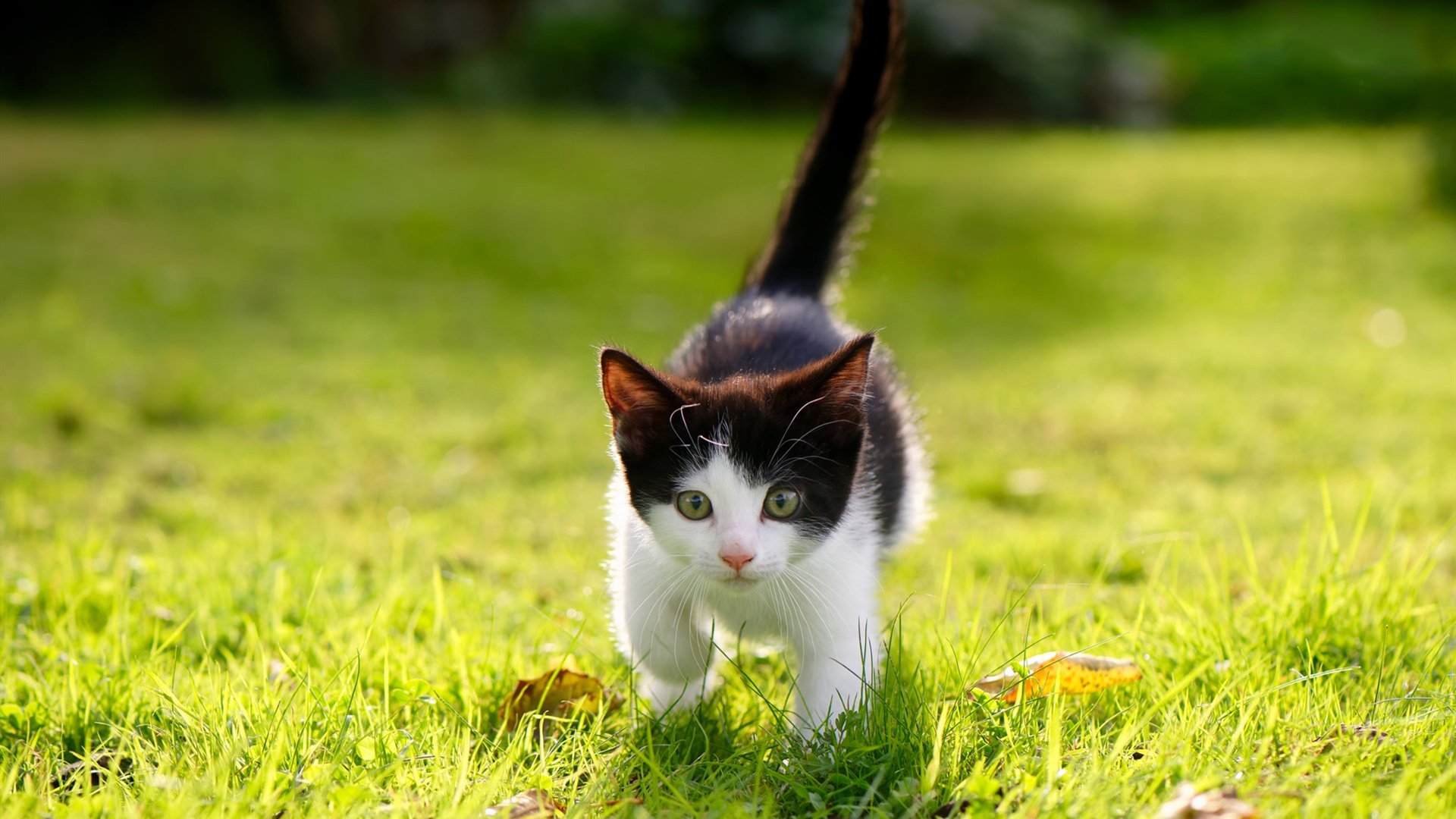 蓝黑军团攻克哥斯达黎加防线，一场关乎世界排名的隐秘征服