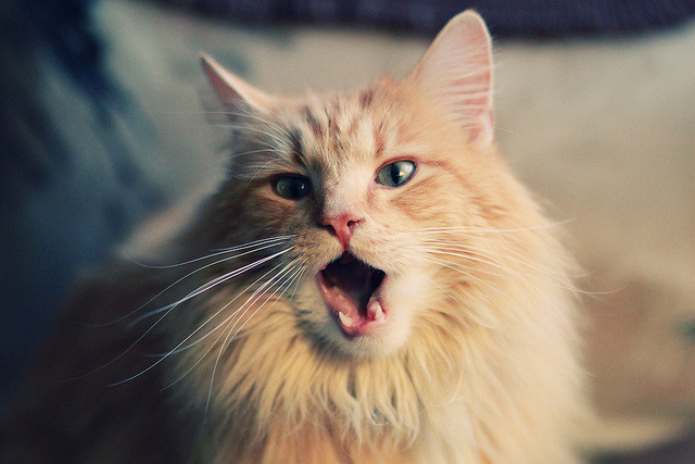 一骑绝尘！马克西一剑封喉 欧冠之夜独造三球拯救球队