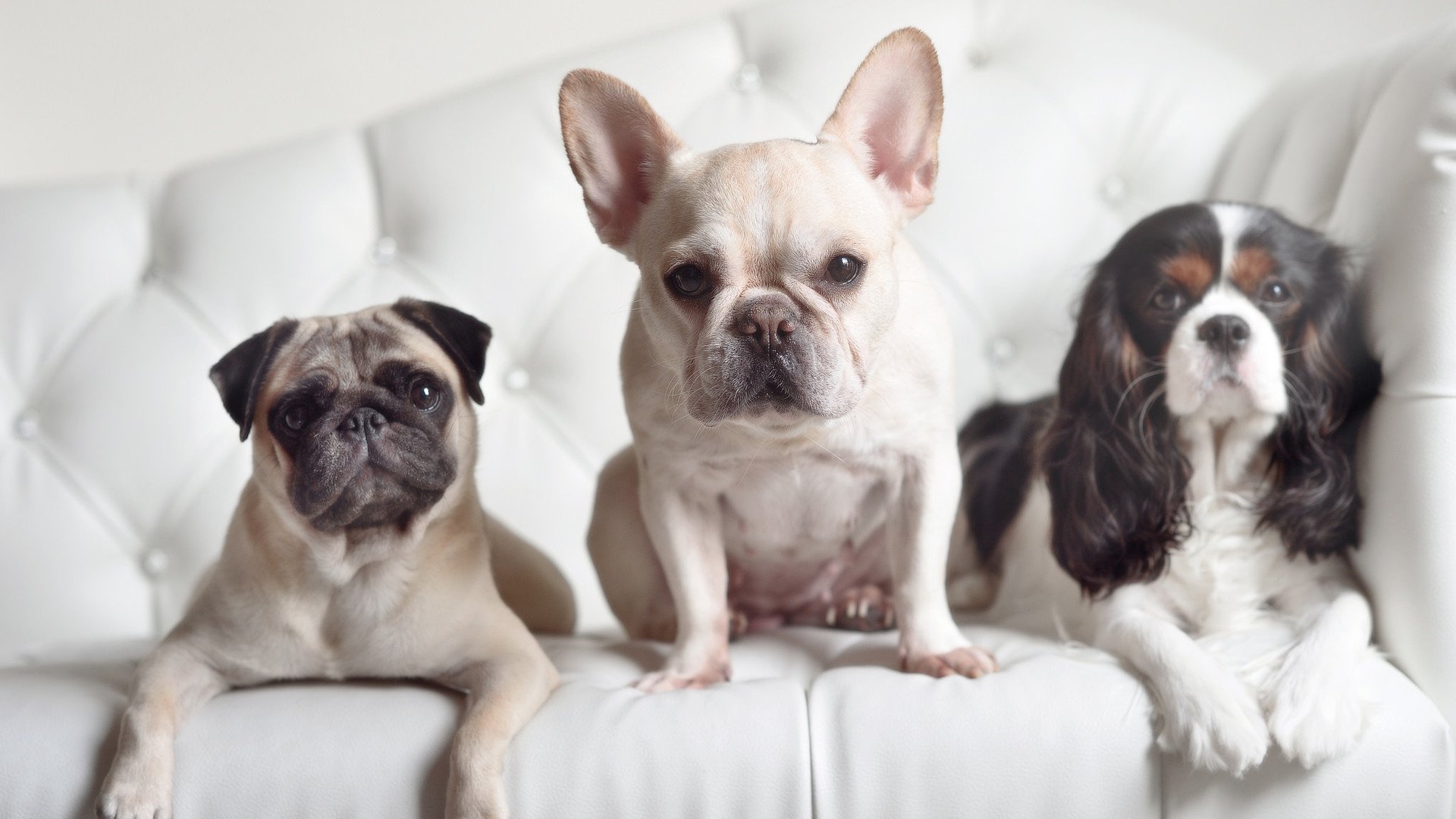 篮筐反方向的铁，当错误答案成为制胜密钥—武切维奇在焦点战正名之战