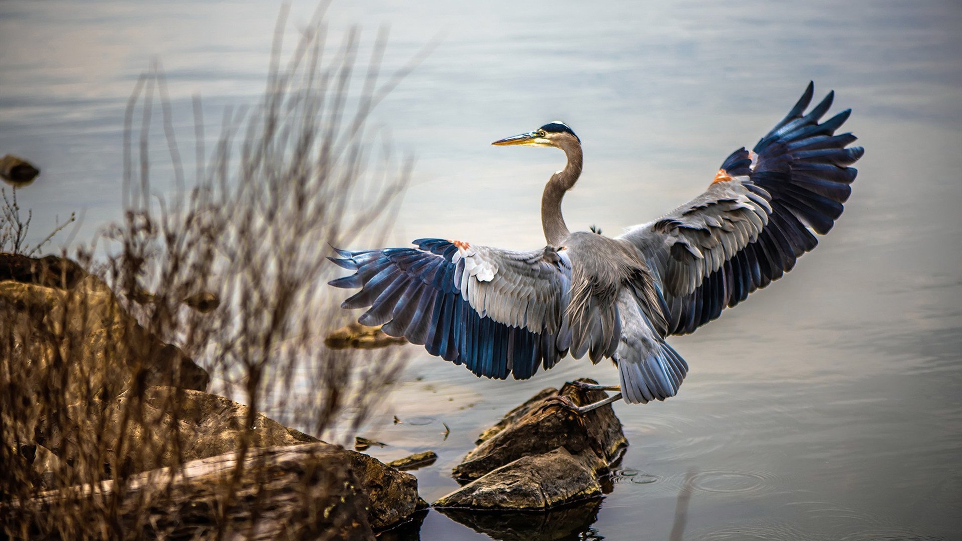皇家社会铁锤粉碎雷恩，射门机器卢卡库再度高光