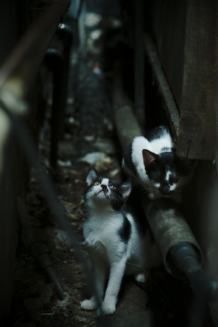 当卡塔尔半岛邂逅星月王国,蒂亚戈的灯塔数据如何照亮胜局?