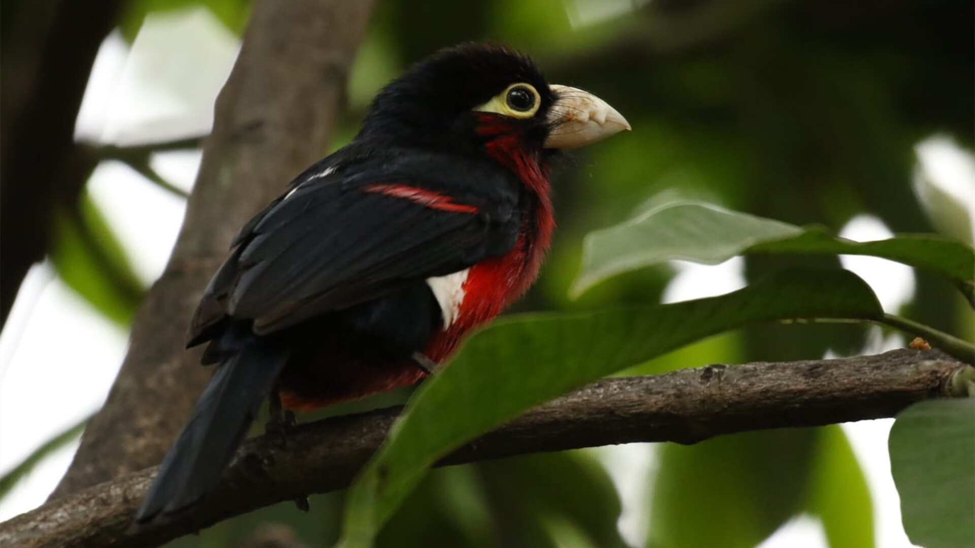 降维打击的独行侠棋手与精密运转的紫金齿轮,当个人神迹遭遇团队铁壁