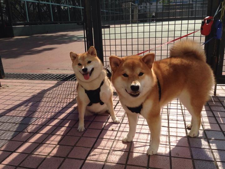 当黄浦江遇见落基山，米切尔在跨洋关键战中展现的真正突围