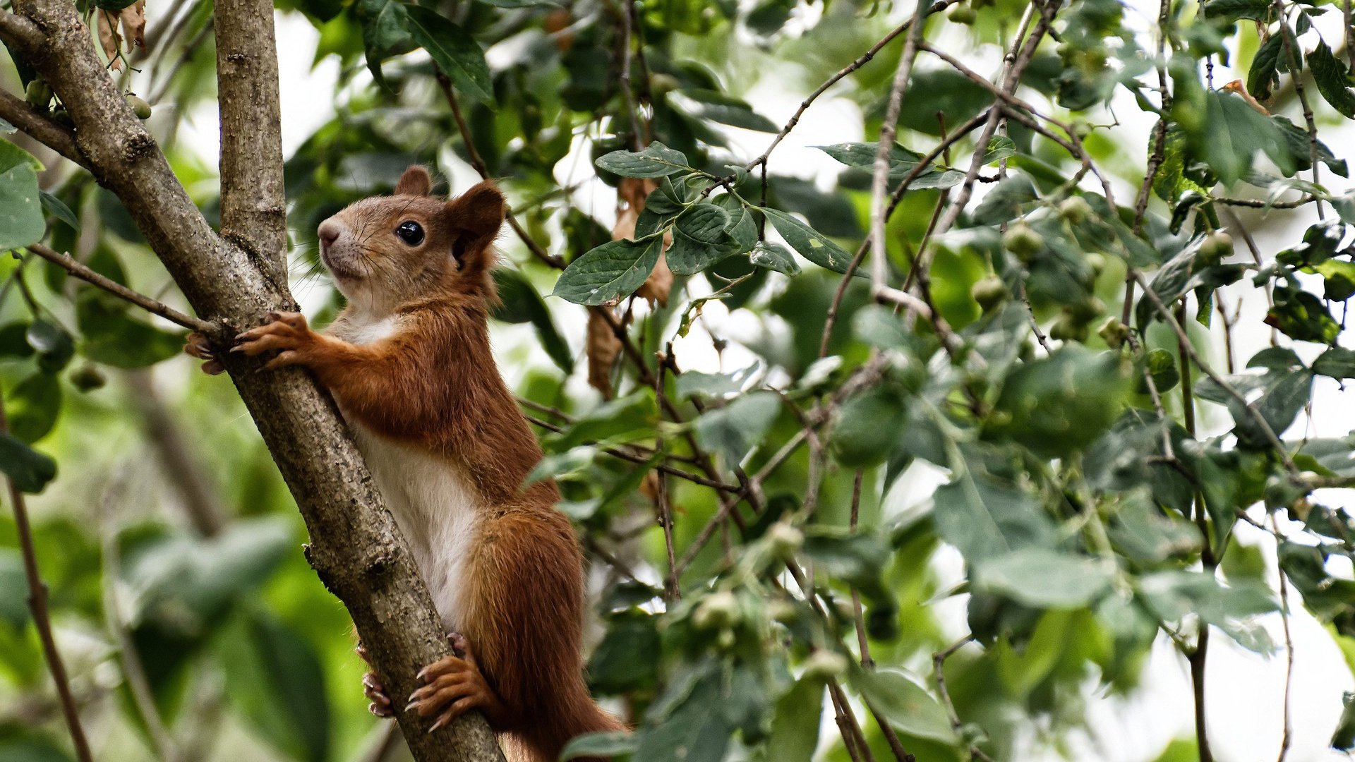 马克西爆发定乾坤，雷霆关键战逆转吉林队