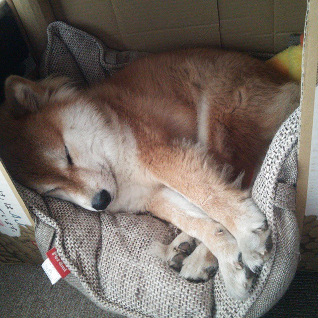 最后一圈的篮筐，当戈贝尔的进球划过F1争冠之夜