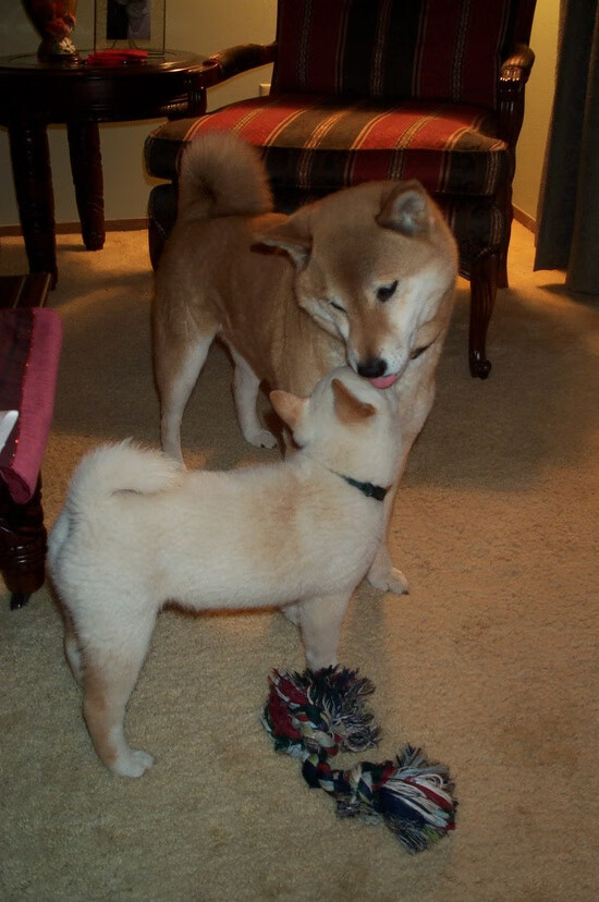 戈贝尔内线统治力尽显，魔术末节发力击退浙江